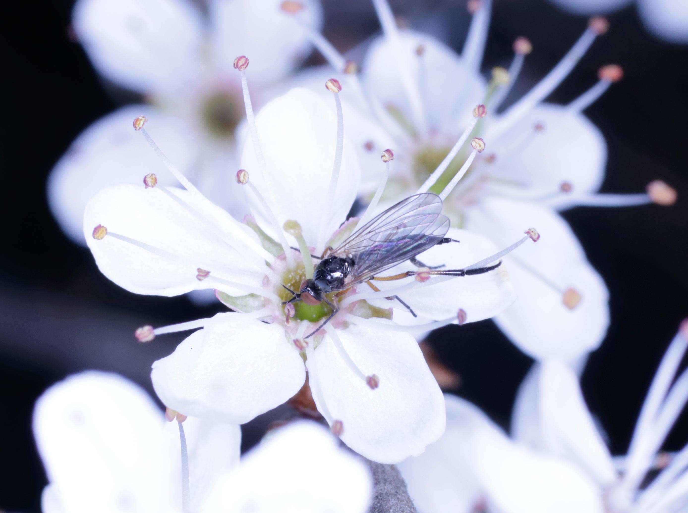 Empididae: Empis (Lissempis) nigritarsis